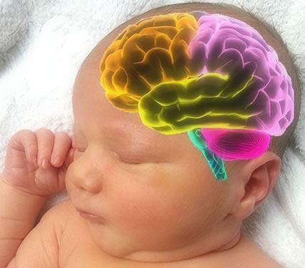 How is a baby's brain damaged?