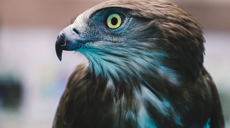 an eagle in close up photography