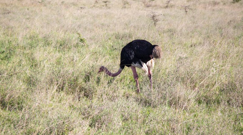 black ostrich on the grass field